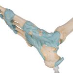 Afbeeldingen van Voet met ligamenten